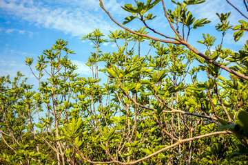 green leaves and blue sky