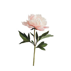 Fototapeta premium PNG Pink peony flower on a white background