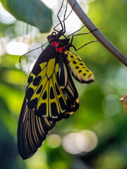 A golden birdwing butterfly has just emerged from her chrysalis
