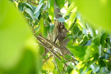 The Barn Owl is eating his prey in a tree