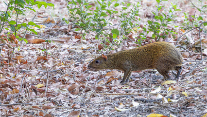 Agouti Ometepe vulcano island in southwest Nicaragua Lake Cocibolca in Nicaragua.