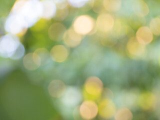 Fototapeta premium The sunlights and color of leaf bokeh on nature defocus abstract blur background
