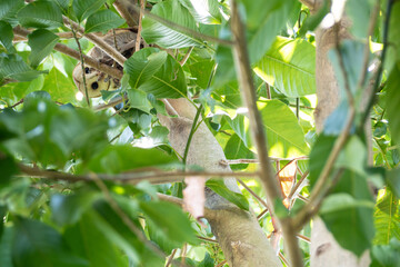 The Barn owl is looking down from a tree