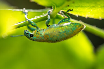 Close-up Green Weevil insect in the garden