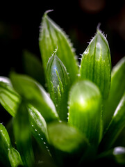 Succulent plant close-up, leaves texture of Haworthia Cooperi