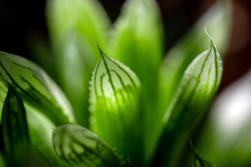 Fototapeta premium Succulent plant close-up, leaves texture of Haworthia Cooperi
