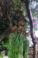 Deer Antler Fern (Platycerium) plants are attached to tree trunks to grow.
