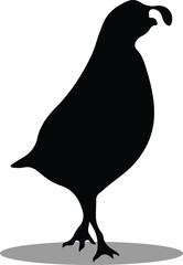 Quails Silhouette, Quails Vector Silhouette, Quails cartoon Silhouette, Quails illustration, Quails icon Silhouette, Quails Silhouette illustration