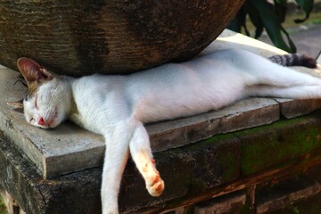 The white cat was fast asleep on the rock where the flower pot was.