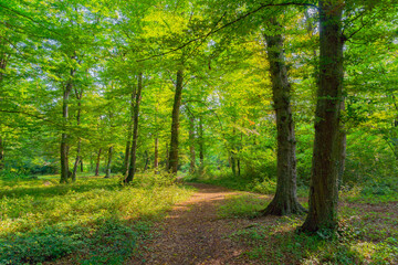 Morning in a green summer forest illuminated by bright sunlight