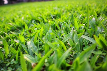 Background and texture of elephant grass (Cenchrus purpureus) seen up close.