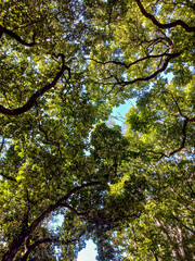 Obraz premium Cielo con árboles otoñales de Brasil en el, foto producto. Comienzo de la primavera