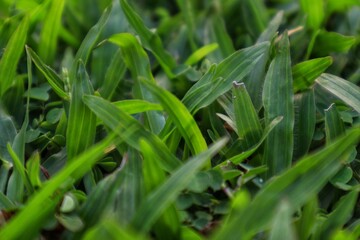 Background and texture of elephant grass (Cenchrus purpureus) seen up close.