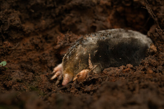 garden mole
