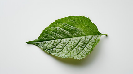 Obraz premium Fresh green arabica coffee leaves isolated on white background ,Green leaf isolated on white background