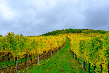 Obraz premium Vigne en automne
