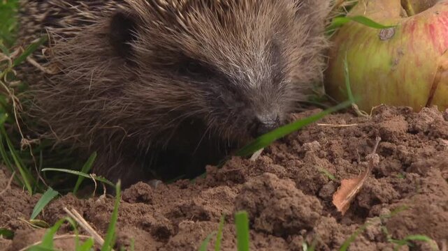 hedgehog eats an earthworm on an orchard meadow