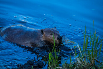 Scene of a beaver (Castor) in Hinton Town, Alberta, Canada. © Alberto Gonzalez 