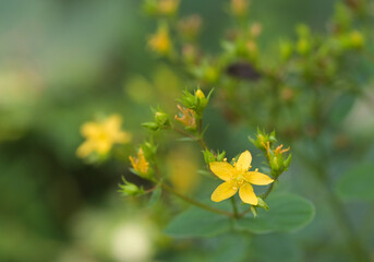 Beautiful close-up of hypericum perforatum