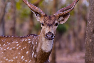 deer in the forest head short