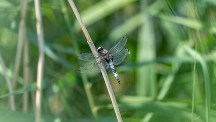A large dragonfly on a reed stem