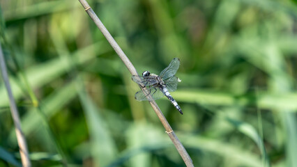 A large dragonfly on a reed stem