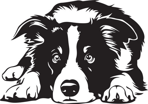 Border Collie Dog Lying Down Stylized Vector Illustration