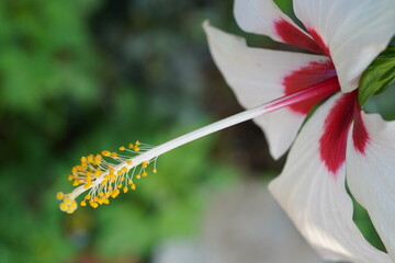 white hibiscus