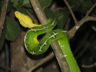 Amazon Basin emerald tree boa (Corallus batesii) perched high in the Amazon Rainforest