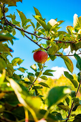 Apple on a tree