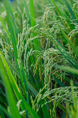 Yellowish green rice (Oryza sativa) growing in the rice fields looks very beautiful and natural.