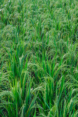 Yellowish green rice (Oryza sativa) growing in the rice fields looks very beautiful and natural.