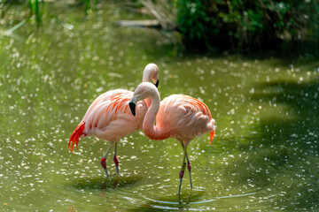 pink flamingos in the zoo