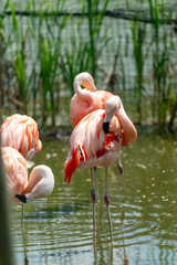 pink flamingos in the zoo