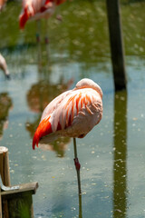 pink flamingos in the zoo