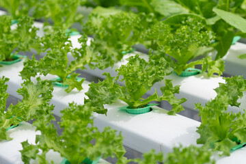 hydroponic salad farm grows leafy greens using a soilless system. Nutrient-rich water feeds the plants, ensuring faster growth and higher yields. The controlled environment produces fresh, clean,