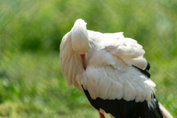 stork in the green meadow