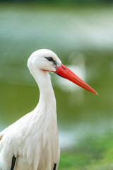 stork in the green meadow