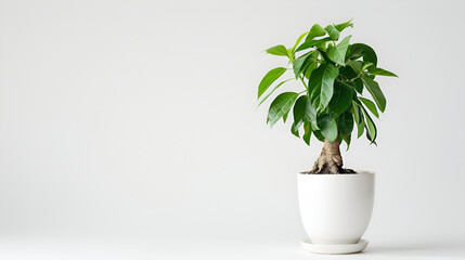 Monstera on pot beside window, Houseplant trend ,houseplant in pot over white wall background with copy space