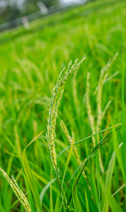 Yellowish green rice (Oryza sativa) growing in the rice fields looks very beautiful and natural.