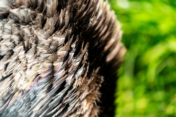close up of a ostrich feathers in the meadow