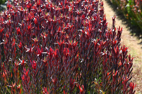 Plant flower Gardening with Leucadendron Safari Sunset with beautiful reddish coloured leaves for 