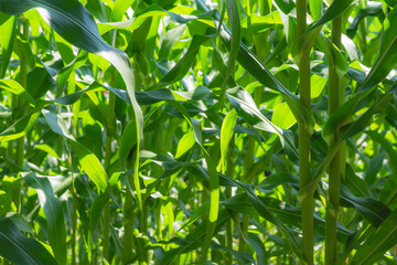 Young corn plants growing in a sunny field, with selective focus on the lush green leaves