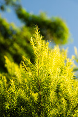 nature background of bright green pine tree needle branches, in the forest with a blue sky