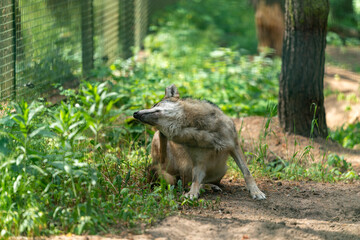 wolf hiding in the hole in the zoo