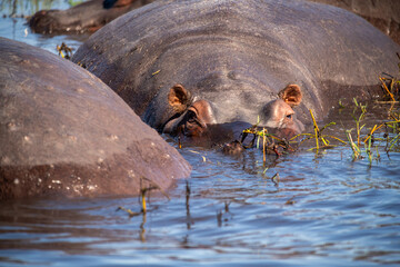 Fototapeta premium The hippopotamus, hippopotamuses or hippopotami, Hippopotamus amphibius, also shortened to hippo, at Chobe River in Botswana