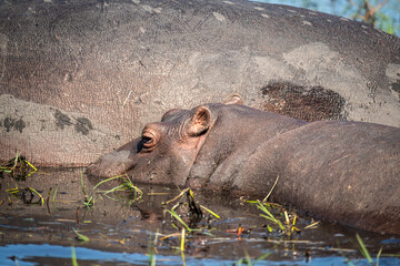 The hippopotamus, hippopotamuses or hippopotami, Hippopotamus amphibius, also shortened to hippo,...