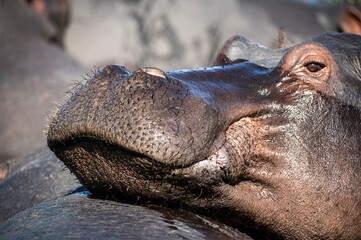 The hippopotamus, hippopotamuses or hippopotami, Hippopotamus amphibius, also shortened to hippo,...