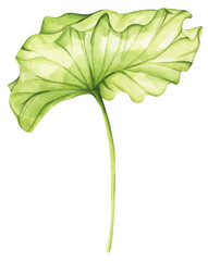 Fototapeta premium Lotus flowers. Chinese water lily. Vintage style. Watercolor illustration. Design for the design of invitations, fabrics and other items.