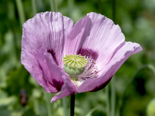 Fototapeta premium Closeup of a beautiful pink poppy flower